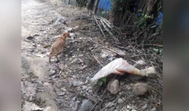 El hombre la sacó de la bolsa y la subió a su auto para darle agua y comida. Luego decidió adoptarla. Foto: Gustavo Herrera / Facebook El hombre la sacó de la bolsa y la subió a su auto para darle agua y comida. Luego decidió adoptarla. Foto: Gustavo Herrera / Facebook