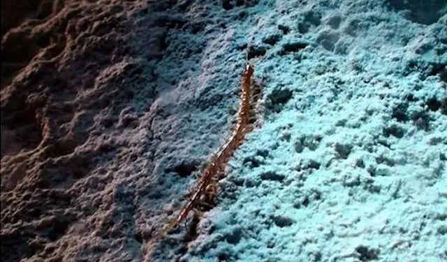 Cryptops speleorex, una de las criaturas más grandes halladas en la Cueva de Movile.