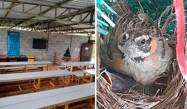 Facebook viral: empresa deja su árbol de Navidad al enterarse que un ave había construido su nido