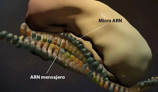 Una proteína guía al micro ARN hasta el ARN mensajero. Foto: captura de video/ Nature