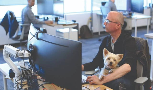 Trevor Watt junto con Samson, un Yorkshire Terrier, en la oficina de la empresa donde labura en Canadá. Foto: AFP.