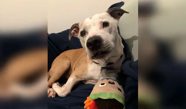 Facebook viral: perro ‘sonríe’ de alegría durante el viaje a su nueva casa tras ser adoptado Facebook viral: perro ‘sonríe’ de alegría durante el viaje a su nueva casa tras ser adoptado