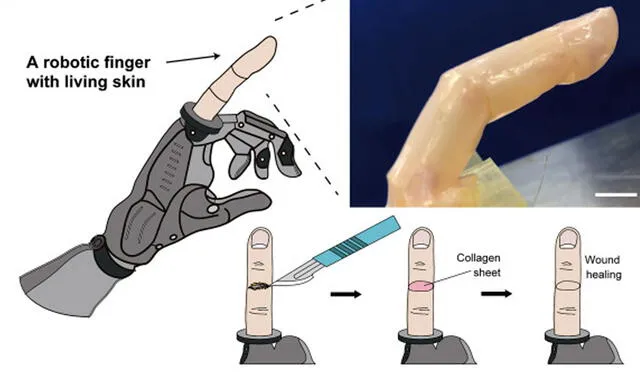 Proceso de curación de la 'piel de robot' tras sufrir una herida. Foto: Kawai et al. / Matter