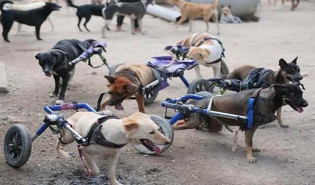 Hombre crea refugio para albergar a perritos con discapacidad que fueron abandonados a su suerte. Foto: @Themanthatrescuesdogs