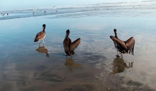 La influenza A (H5N1) ha llegado al litoral peruano a través de aves migratorias. Foto: Andina