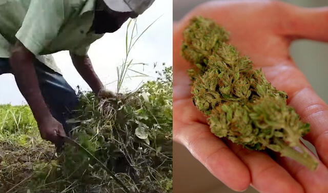 El pueblo de México que aspira a ser turístico por el cannabis. Foto: captura de pantalla de France 24/EFE.