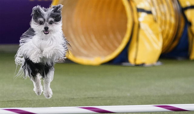 Los perros tienen sus sentidos muy desarrollados. Foto: AFP