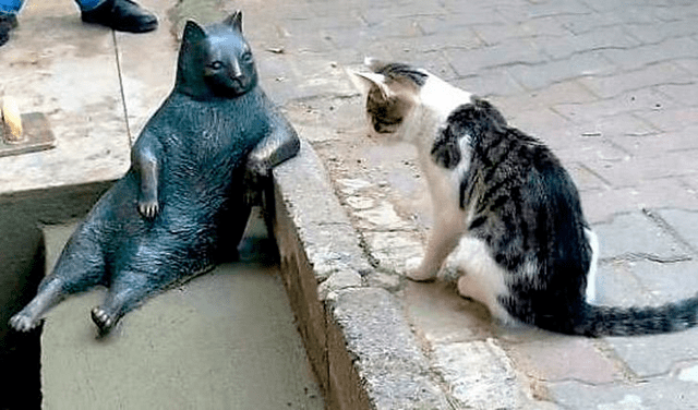 Conoce a Tombili, el gato callejero que tiene su propia estatua en Estambul