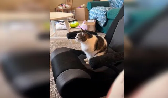 Facebook viral: gatita entra cada mañana al cuarto de su dueña para pedir que le ponga sus dibujos en la TV