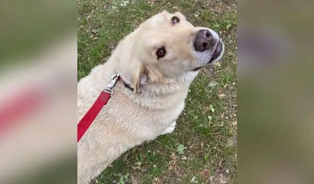 Decenas de personas se acercan a acariciar a Thunder y hasta le regalan comida. Foto: captura de Facebook