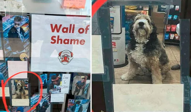 Facebook viral: perrito aparece en el ‘muro de la vergüenza’ tras robar comida de una tienda