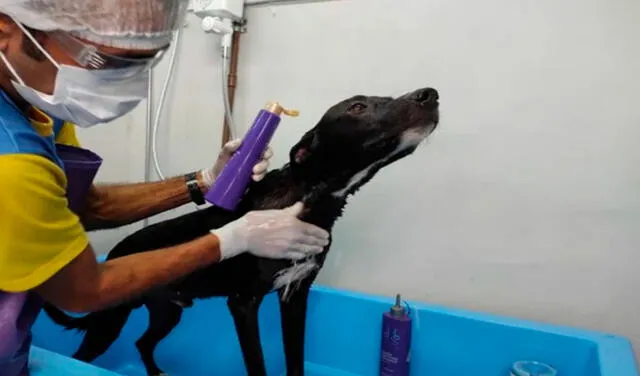 YouTube viral: perro callejero ingresa a veterinaria para ‘pedir ayuda’ por su pata herida