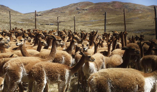 ¿En qué se diferencia la vicuña de la llama, alpaca y guanaco?