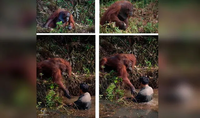 Facebook viral: hombre recibe la ayuda de un orangután que estiró su brazo para sacarlo del barro