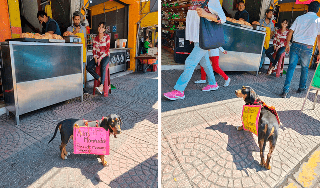 El perrito se convirtió en toda una sensación entre los asistentes de un mercado en México. Foto: captura de Facebook