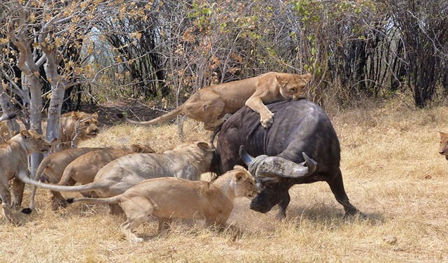 Los leones buscan búfalos solitarios. Foto referencial: difusión
