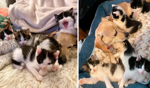 Facebook viral: acoge a cuatro gatitos callejeros en su casa y su perrita los cuida como si fueran sus suyos