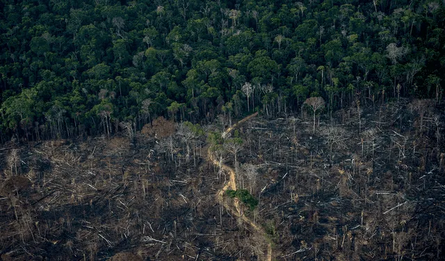 Vista aérea de septiembre de 2021 que muestra un área deforestada de la selva tropical de la Amazonia en Labrea, estado de Amazonas, Brasil. Foto: AFP
