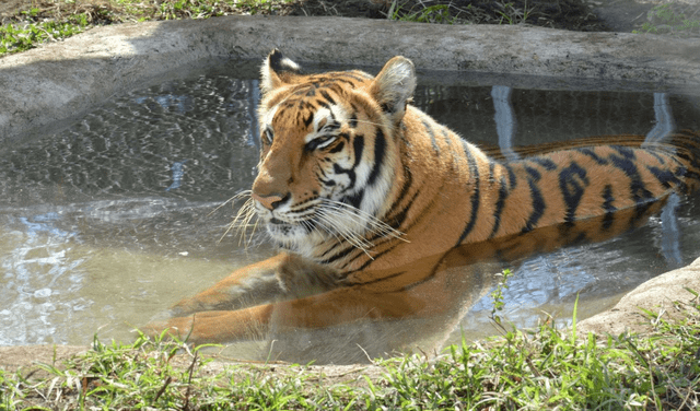 Qué significa soñar con tigres? ¿será un buen o mal presagio? | Respuestas  | La República