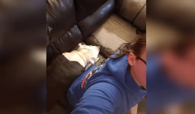 Facebook viral: perrita sigue a su dueña a todos lados para cuidarla durante su embarazo