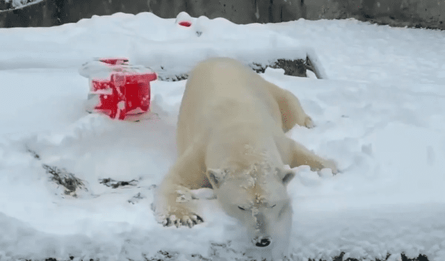 Captan a oso polar jugando con la nieve en un zoológico de EE.UU.