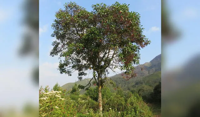 El árbol de la quina aparece en el escudo nacional del Perú. Foto: Redagrícola
