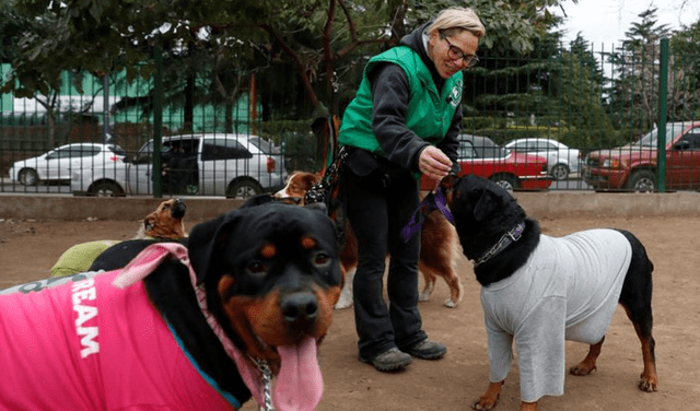 Los estudiantes extranjeros pueden generar ingresos al pasear perros. Foto: EFE