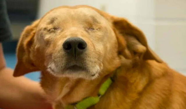 Facebook viral: familia adopta a perro con discapacidad visual de 9 años y le brindan un hogar para siempre