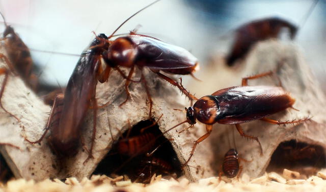 Las cucarachas suelen ser asociadas con los miedos y las preocupaciones. Foto: AFP