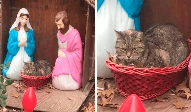 El gatito no tenía la intensión de moverse del lugar, ya que se instaló encima de la cuna donde colocarían la imagen de Jesús. Foto: captura de Facebook