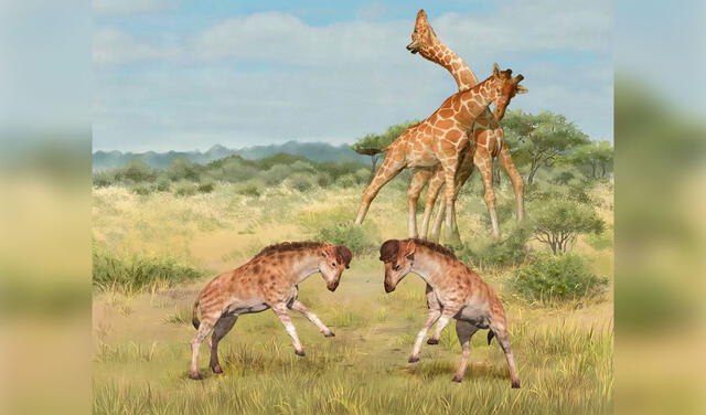Representación de los cabezazos y 'cuellazos' entre machos de jirafas (atrás) y entre machos de sus ancestros 'Discokeryx xiezhi' (adelante).
