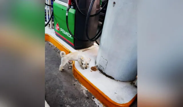 El pequeño cachorro se ha convertido en la 'atracción' de esta gasolinera. Foto: captura de Instagram