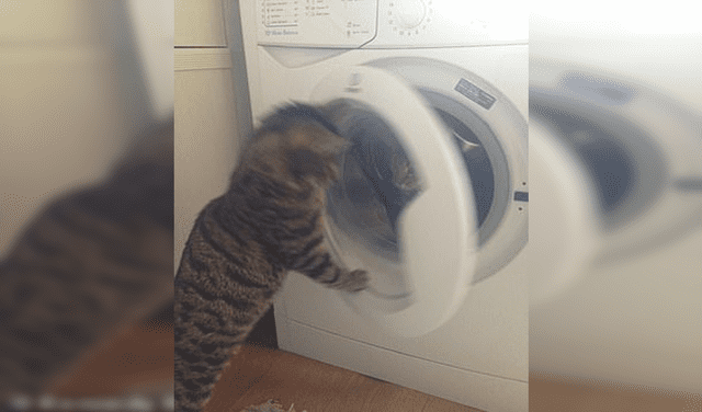 Captan a travieso gato encerrando a su ‘amiga’ dentro de una lavadora
