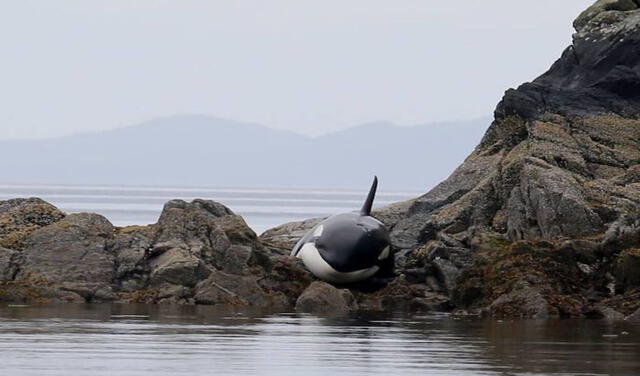 Rescatan a orca que quedó varada entre rocas. Foto: captura de video de YouTube