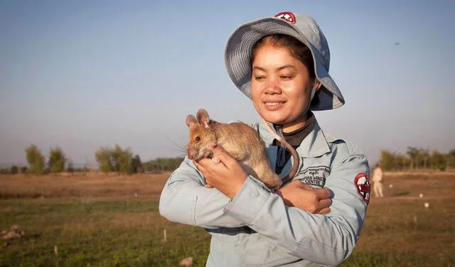 Magawa, la rata detectora de bombas, deja su trabajo después de cinco años