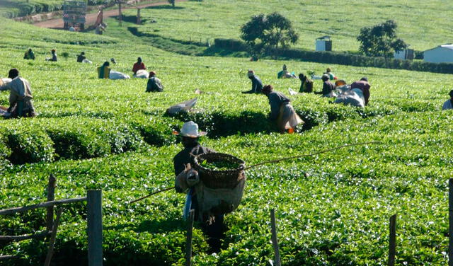 Millones de pequeños agricultores tienen al té como su principal fuente de subsistencia. Foto: FAO