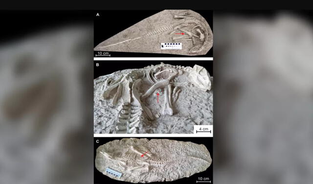 Se cree que el dinosaurio vivió en el periodo Cretácico, hace 125 millones de años. Foto: Peerj