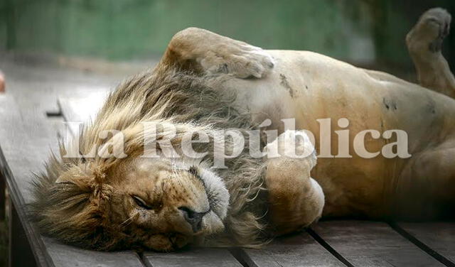 El león Aarón fue rescatado de un circo en  Tingo María, donde le quitaron las garras.