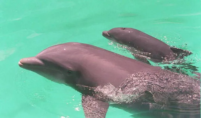 Delfines. Foto: AFP
