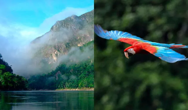 El Parque Nacional Madidi es una gran muestra de la biodiversidad amazónica. Foto: composición/SERNAP/Guardiana