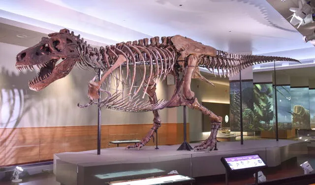 Sue, el tiranosaurio rex más extenso y mejor preservado jamás hallado en la historia. Fue descubierto en 1990 por la paleontóloga Sue Hendrickson.