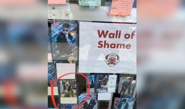 Facebook viral: perrito aparece en el ‘muro de la vergüenza’ tras robar comida de una tienda