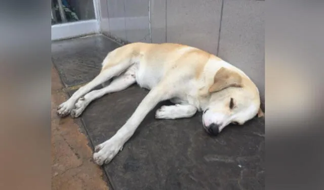Facebook viral: adoptan a perrito que esperó tres días a su dueño fallecido en hospital