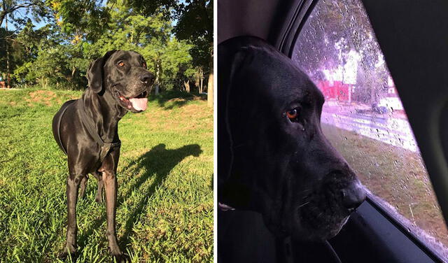 Facebook viral: perrita se despide de su mejor amigo fallecido en el lugar donde descansan sus restos