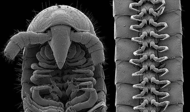 Un E. persephone macho. A la izquierda, su cabeza y parte superior. A la derecha, parte de su vientre. Fotos: Scientific Reports / Marek et al.