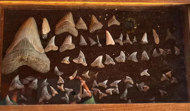 Colección de dientes de tiburón de Molly, incluida la enorme pieza ósea perteneciente a un megalodón.