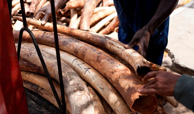 La cacería por el tráfico ilegal de marfil amenaza la subsistencia de los elefantes africanos. Foto: AFP