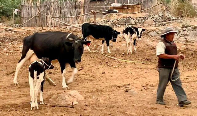 En Arequipa algunos ganaderos lecheros esperan el apoyo para mantener a sus ejemplares vacunos. Foto: Conveagro