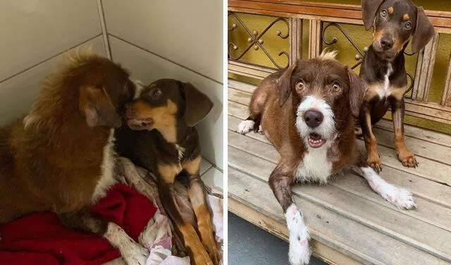 Facebook viral: perrita conoce a una cachorra y la cuida como si fuera suya tras perder a sus bebés
