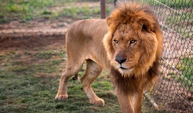 El león es asociado a la fuerza, la nobleza, el poder y el coraje. Foto: Four Paws / AFP